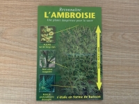 reconnaitre-l-ambroisie